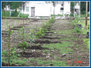 Plantation